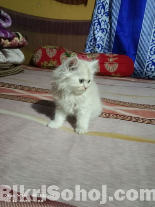 পারশিয়ান ক্যাড